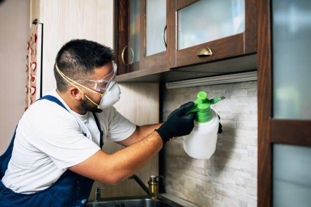 Best Local Pest Control Services  in El Paso, IL