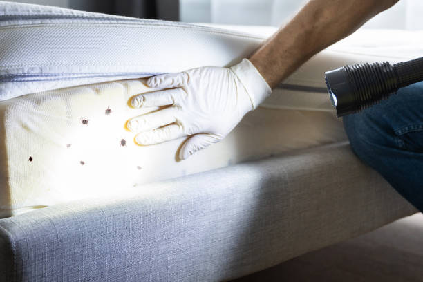 Best Pest Control Near Me  in El Paso, IL
