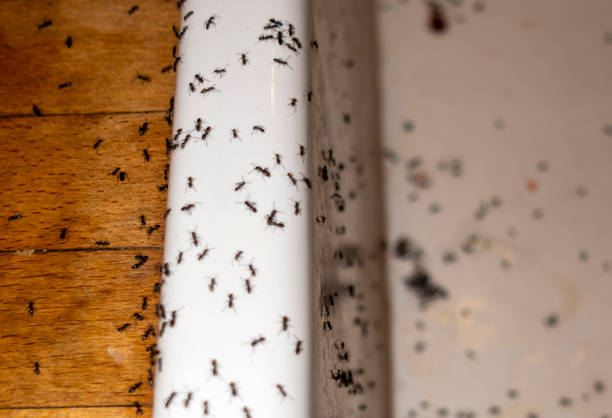 Best Best Pest Control Companies  in El Paso, IL