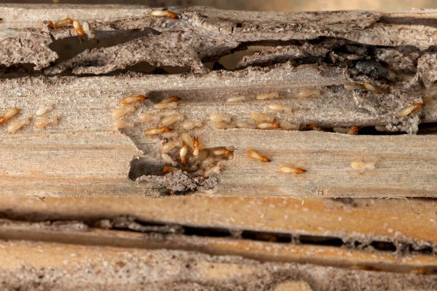 Best Flea Control Services  in El Paso, IL