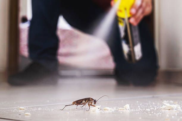 Best Mosquito Control Services  in El Paso, IL